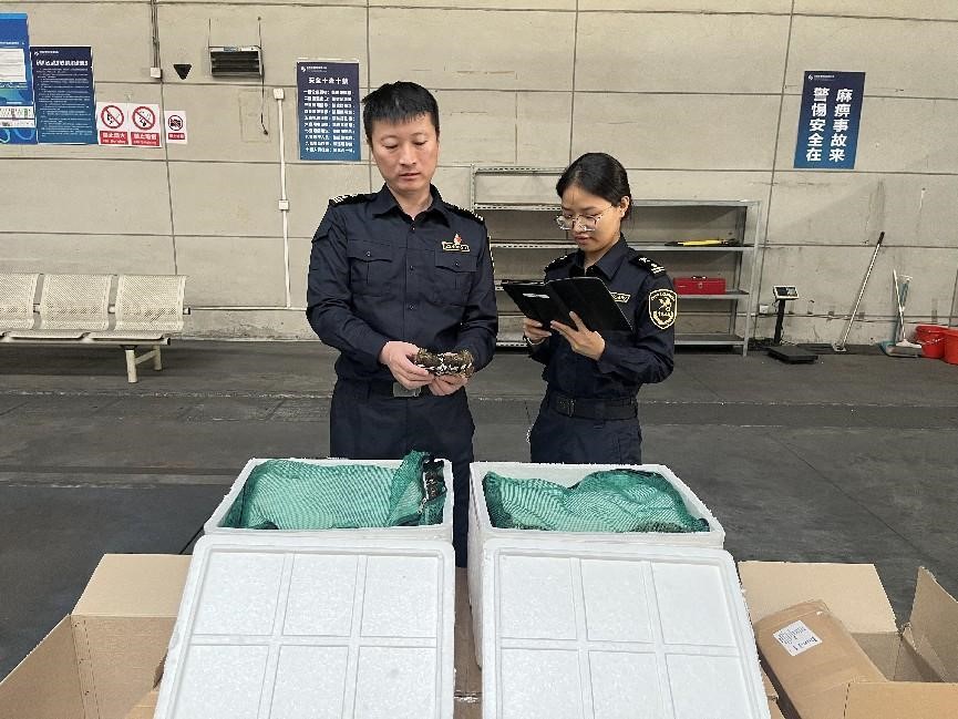 無錫航空貨運助力大閘蟹“飛向”全球 單日4噸創(chuàng)今年蟹類“出海”新高